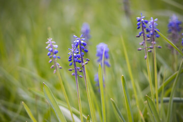 Grape hyacinth flowers on nice light spring grass background
