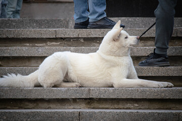 Cheerful Asian Hokkaido white big dog lying on granite stairs in park - obrazy, fototapety, plakaty