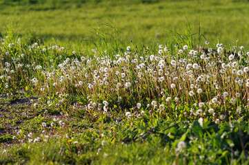 Piękna zieleń wiosenna, tło naturalne. © Adam Sadlak
