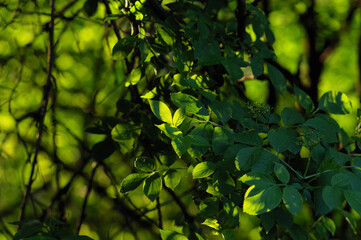Piękna zieleń wiosenna, tło naturalne.