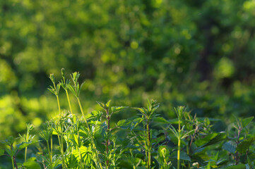 Piękna zieleń wiosenna, tło naturalne. © Adam Sadlak