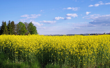 Obraz premium Pole rzepaków, krajobraz wiosenny na Lubelszczyźnie.