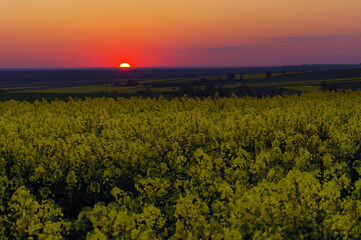 Obraz premium Zachód słońca nad polami z rzepakami.