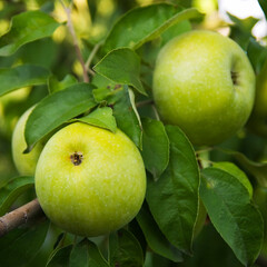 background with apples on it