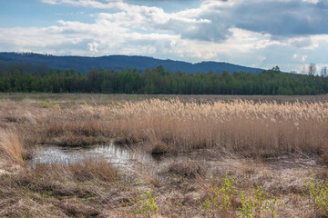Bog  Grosses Torfmoor in Germany.