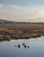 Bog  Grosses Torfmoor in Germany.