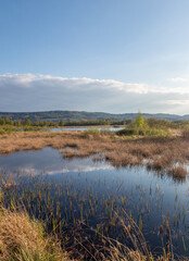 Bog  Grosses Torfmoor in Germany.