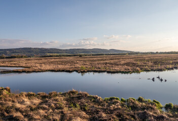 Bog  Grosses Torfmoor in Germany.