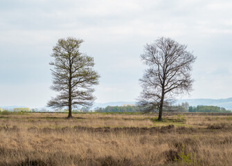 Bog  Grosses Torfmoor in Germany.