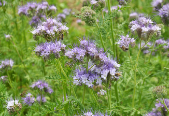The field is blooming phacelia