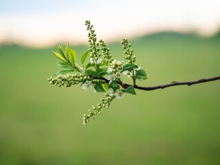 spring flowering in the sunlight
