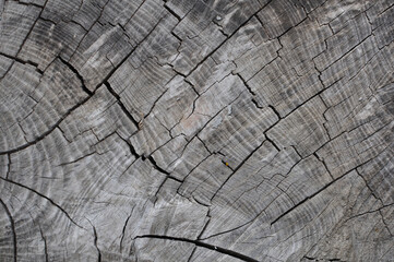 Background with old wood texture