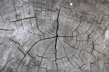 Background with old wood texture