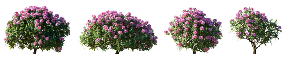 Set of rhododendron flowering pink purple bush shrub isolated png on a transparent background...