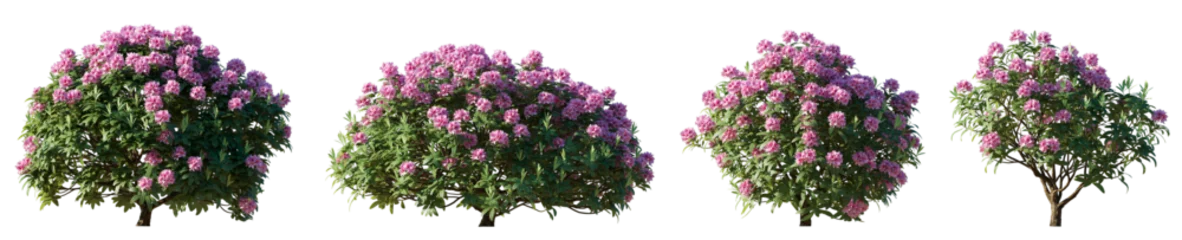 Foto op Aluminium Set of rhododendron flowering pink purple bush shrub isolated png on a transparent background perfectly cutout © Roman