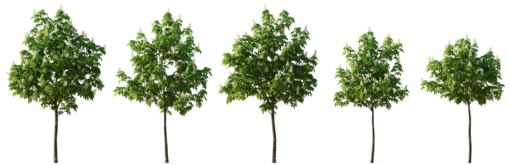 Chestnut middle summer street young trees isolated png on a transparent background premium cutout