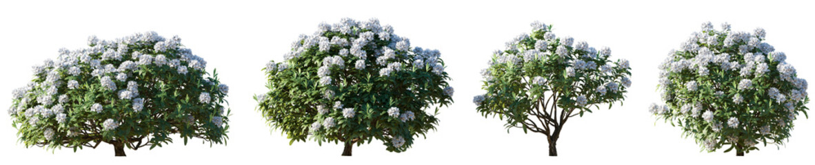 Set of rhododendron flowering white bush shrub isolated png on a transparent background perfectly cutout