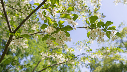 エゴノキ｜日本の初夏に咲くエゴの花