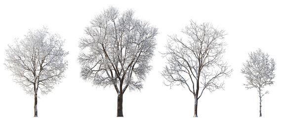 Set of 4 large medium and small winter various snowed trees isolated png on a transparent...