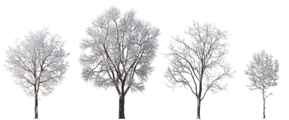 Winter various snowed trees isolated png on a transparent background premium cutout 