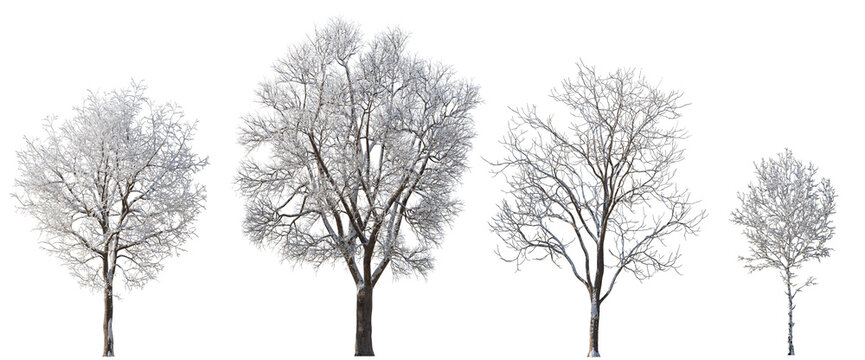 Set of 4 large medium and small winter various snowed trees isolated png on a transparent background perfectly cutout 