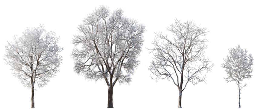 Winter various snowed trees isolated png on a transparent background premium cutout 