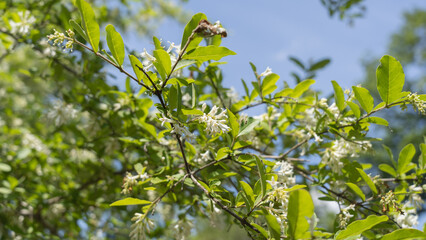 初夏に咲くセイヨウイボタノキの花