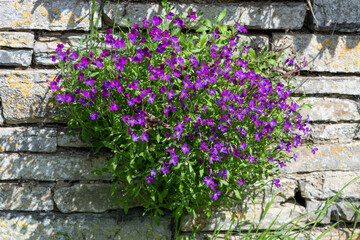 Lilacbush (aubrieta deltoidea) flowers in bloom