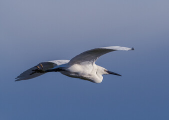 Little egret on blue sky background flying left to right