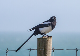 Magpie on fence post with sea and sky background