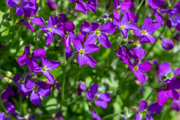 Fototapeta premium Lilacbush (aubrieta deltoidea) flowers in bloom