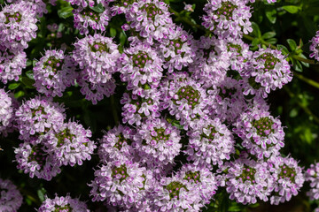 A group of Creeping Thyme flowers (Thymus serpyllum)