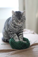 a cute funny tabby cat playing with woolen yarn indoors in cozy room at home