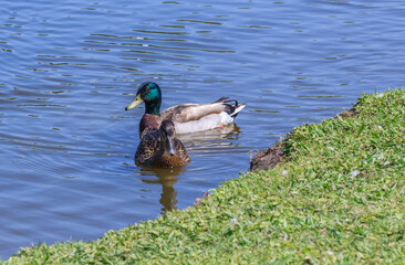 Mallard couple swimming along a lake bank in Montgomery, Alabama on a sunny Spring morning.