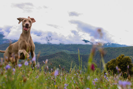 female dog running in the meadow in summer happy because the heat is coming