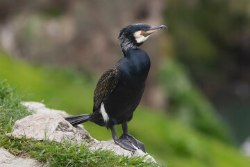 Fototapeta premium great cormorant - Phalacrocorax carbo, black shag, great black cormorant on rock with green background. Photo from Ireland's Eye Island in Ireland.