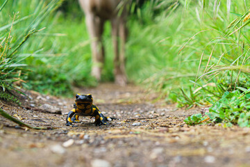 salamander walking in front of curious dog