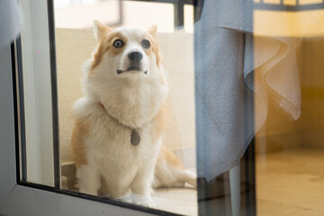 Funny corgi dog on the balcony behind glass.