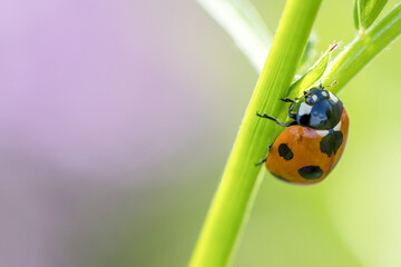 草の茎にとまるてんとう虫