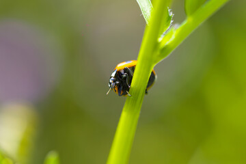 草の茎にとまるてんとう虫