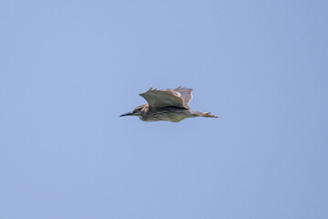 飛翔するゴイサギ