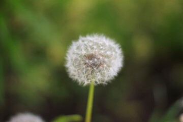 dandelion