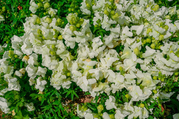 Background. Lots of white flowers in the flower bed.