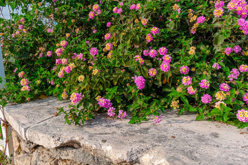 Lantana. Pink inflorescences of lantana. Lush bushes of lantana with pink flowers in a flower bed.