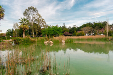 Park in the Turkish city of Antalya. Park with palm trees and a pond with turquoise water. Ducks and geese in the park in Antalya.