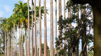 Image taken at the Roberto Burle Marx City Park in São José dos Campos, São Paulo, Brazil.