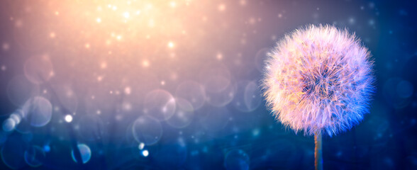 Close-up Of Dandelion Blowball At Night In Soft Moonlight With Bokeh Background - The Freedom To Dream 