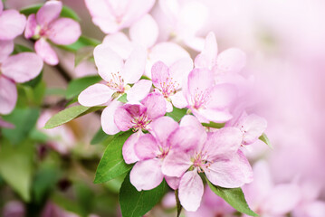 Obraz na płótnie Canvas Apple tree flower