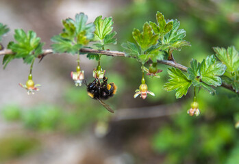 Shaggy bumblebee on a flower of a gooseberry bush.