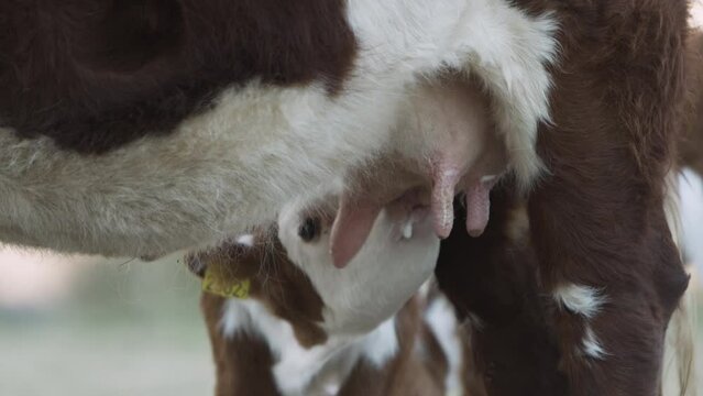 Young calf feeding from cow's udder